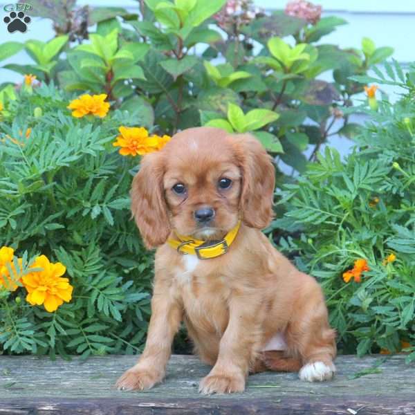 Jenny, Cavalier King Charles Spaniel Puppy