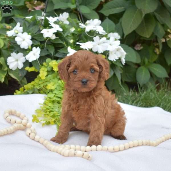 Jenny, Cavapoo Puppy