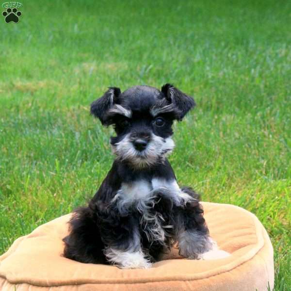 Jensen, Miniature Schnauzer Puppy