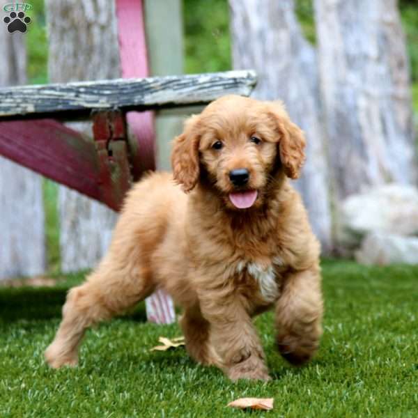 Jenson, Mini Goldendoodle Puppy