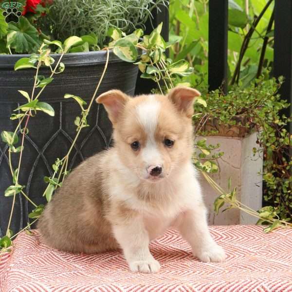 Jeremy, Pembroke Welsh Corgi Puppy