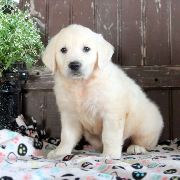 Jess, English Cream Golden Retriever Puppy