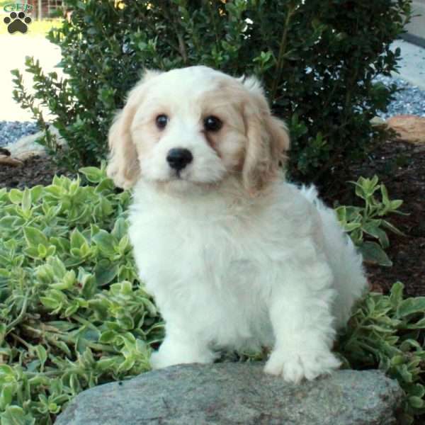 Jesse, Cavachon Puppy