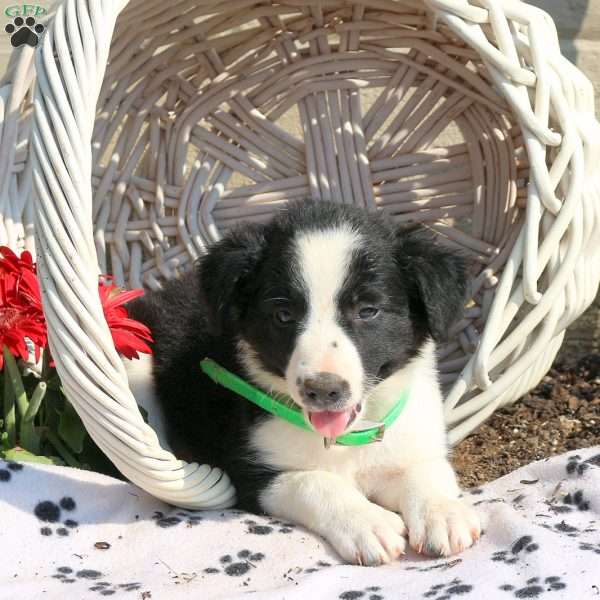 Jessie, Border Collie Puppy