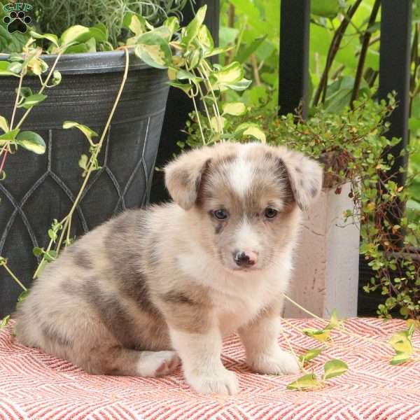 Jethro, Pembroke Welsh Corgi Puppy