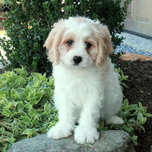 Jett, Cavachon Puppy