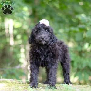 Jewel, Portuguese Water Dog Puppy