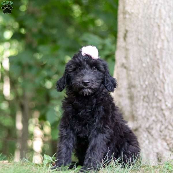 Jewel, Portuguese Water Dog Puppy