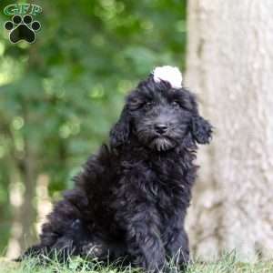 Jewel, Portuguese Water Dog Puppy