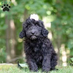 Jewel, Portuguese Water Dog Puppy