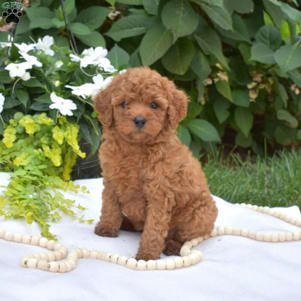 Jewel, Cavapoo Puppy