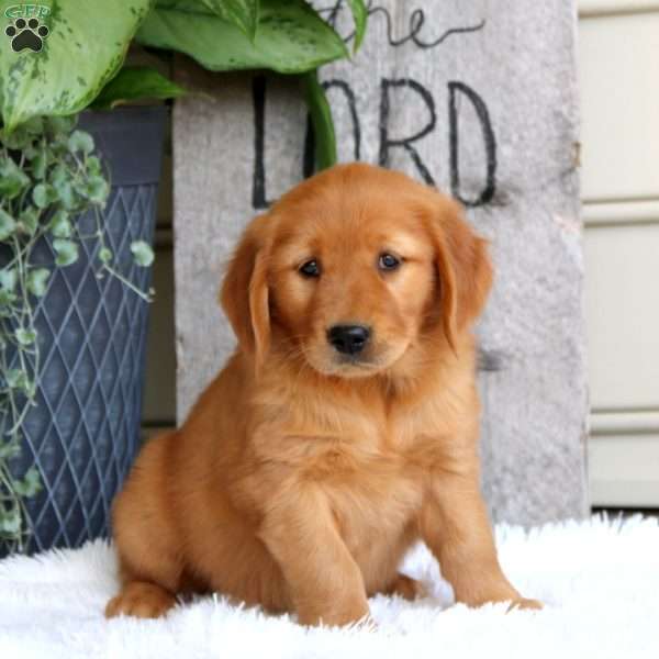 Jewel, Golden Retriever Puppy