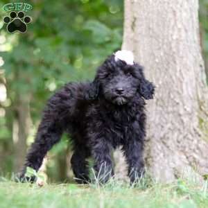 Jewel, Portuguese Water Dog Puppy