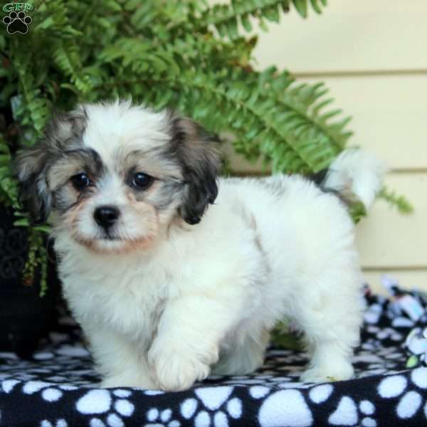 Jill, Teddy Bear Puppy