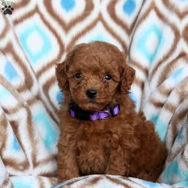 Jill, Toy Poodle Puppy