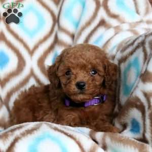 Jill, Toy Poodle Puppy