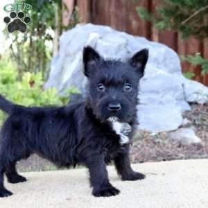 Jillian, Scottish Terrier Mix Puppy