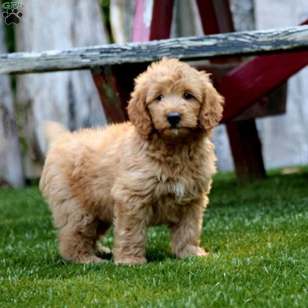 Jillian, Mini Goldendoodle Puppy