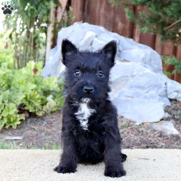 Jillian, Scottish Terrier Mix Puppy