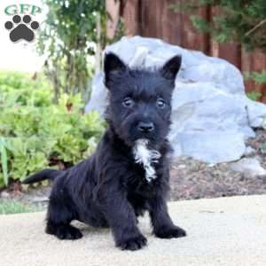 Jillian, Scottish Terrier Mix Puppy