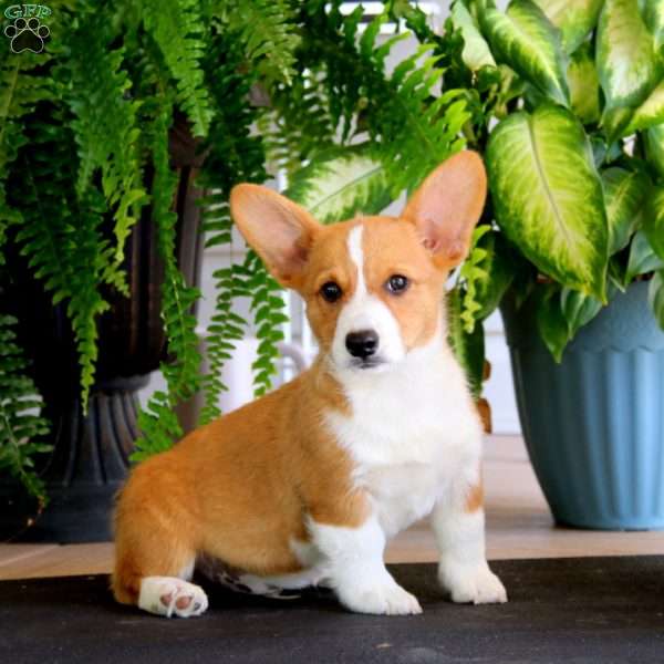 Jimbo, Pembroke Welsh Corgi Puppy