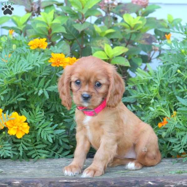 Jingle, Cavalier King Charles Spaniel Puppy