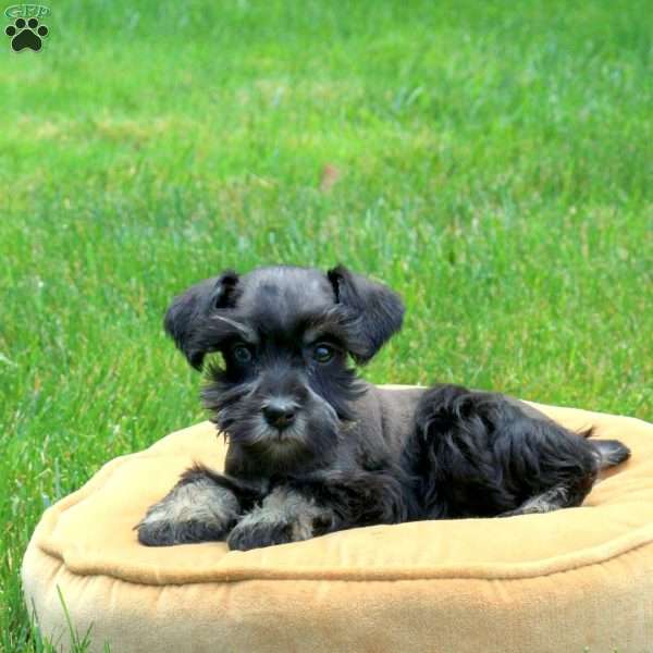 Joanna, Miniature Schnauzer Puppy