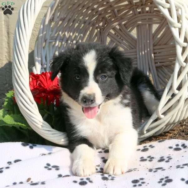 Job, Border Collie Puppy