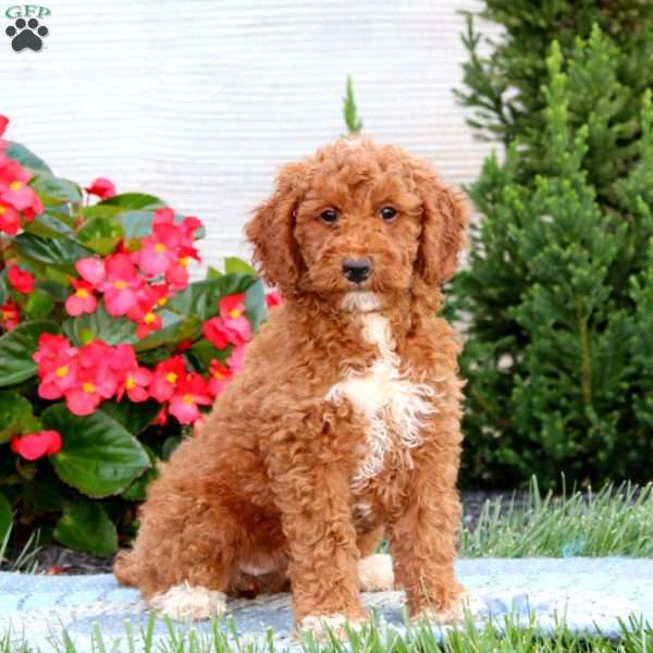 Jodi, Miniature Poodle Puppy