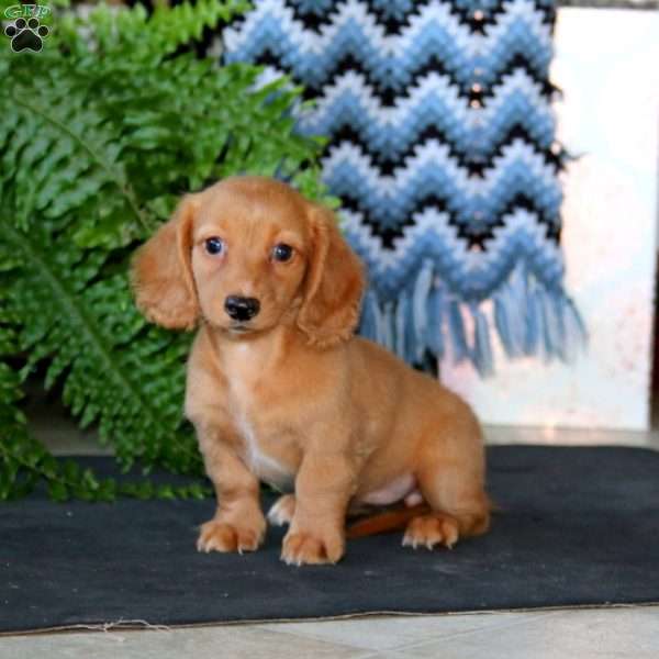 Jodi, Dachshund Puppy