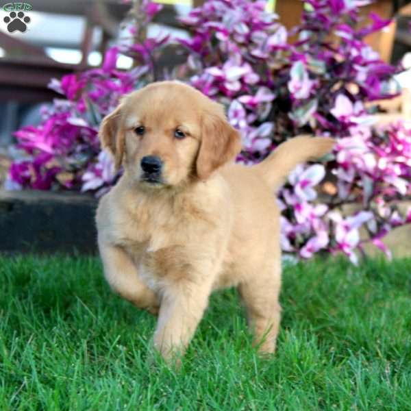 Jodi, Golden Retriever Puppy