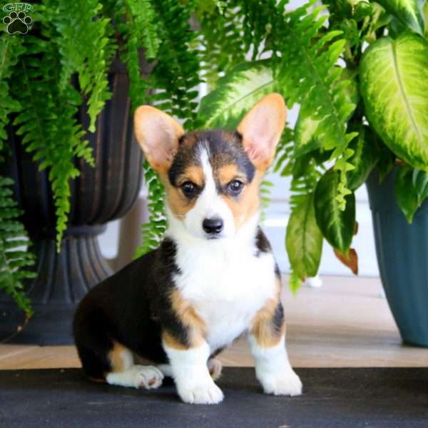 Jodi, Pembroke Welsh Corgi Puppy