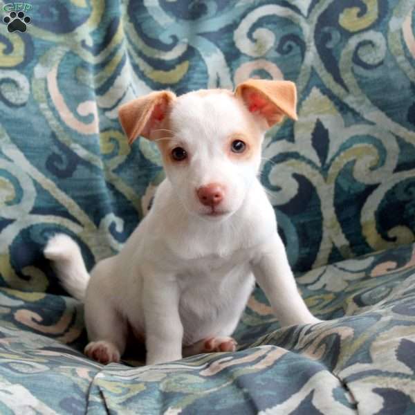 Jody, Jack Russell Terrier Puppy