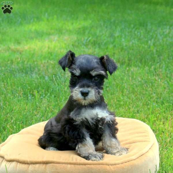 Joelle, Miniature Schnauzer Puppy