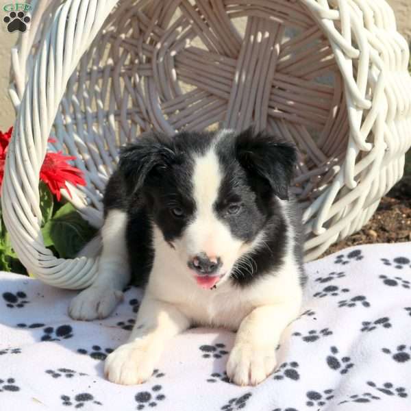 Joelle, Border Collie Puppy