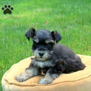 Joelle, Miniature Schnauzer Puppy