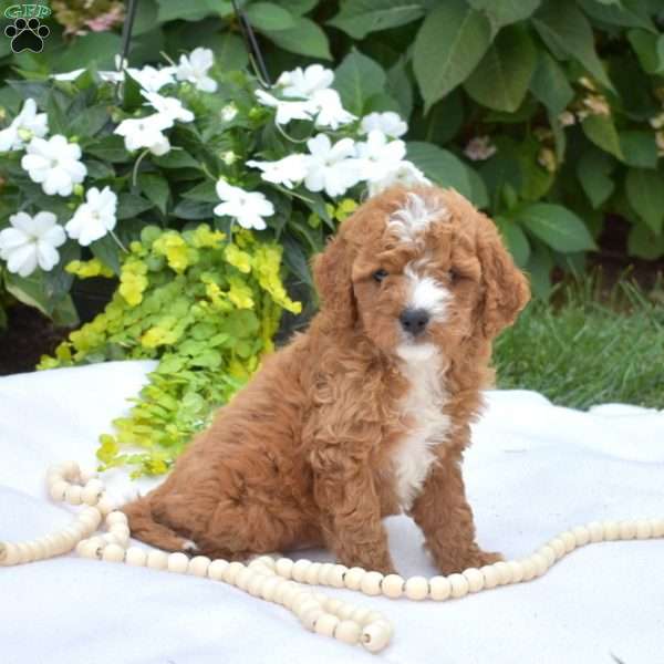 Joey, Cavapoo Puppy