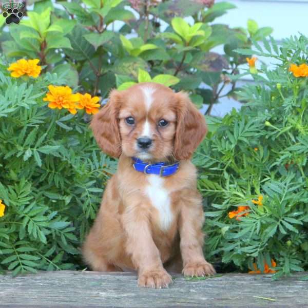 Joey, Cavalier King Charles Spaniel Puppy