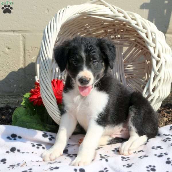 Joey, Border Collie Puppy