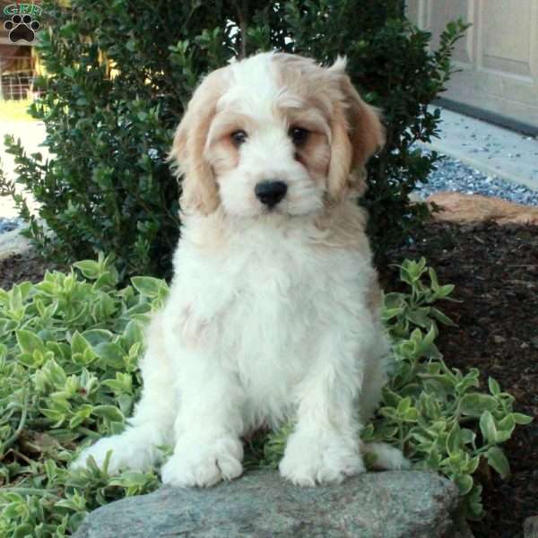 Joey, Cavachon Puppy