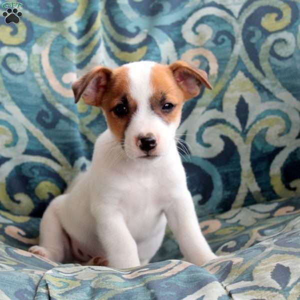 Joey, Jack Russell Terrier Puppy