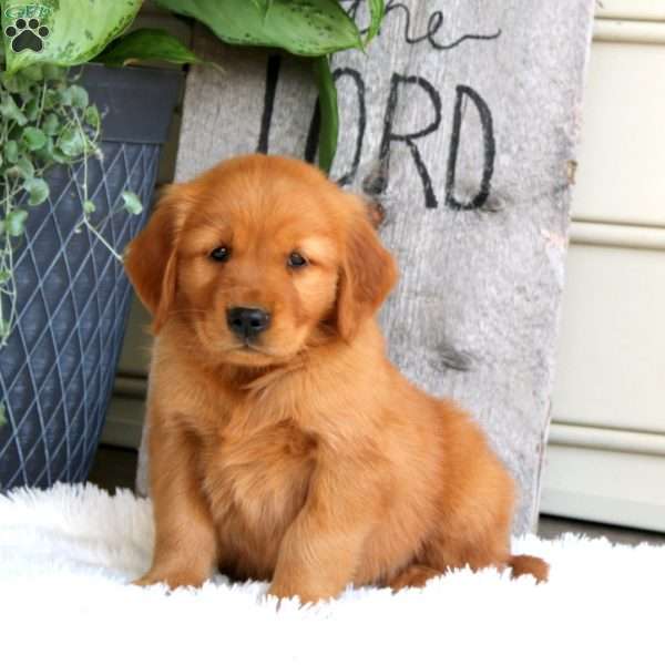 Joey, Golden Retriever Puppy