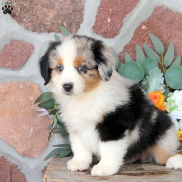 John, Miniature Australian Shepherd Puppy