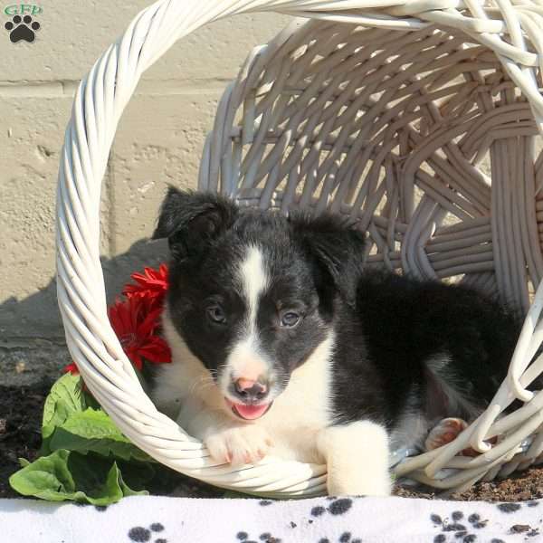 Jordan, Border Collie Puppy