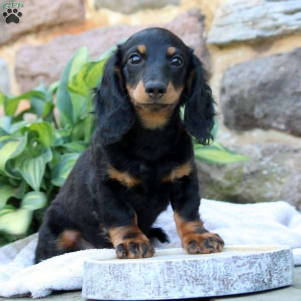 Jorge-Mini, Dachshund Puppy