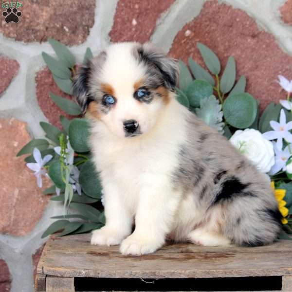 Jose, Miniature Australian Shepherd Puppy