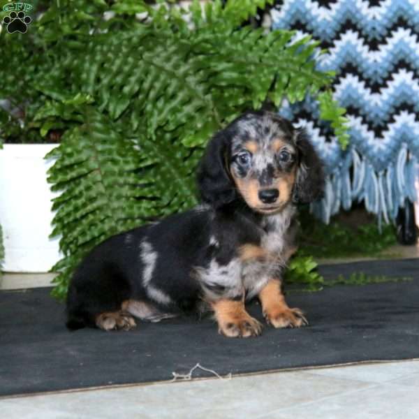 Josh, Dachshund Puppy