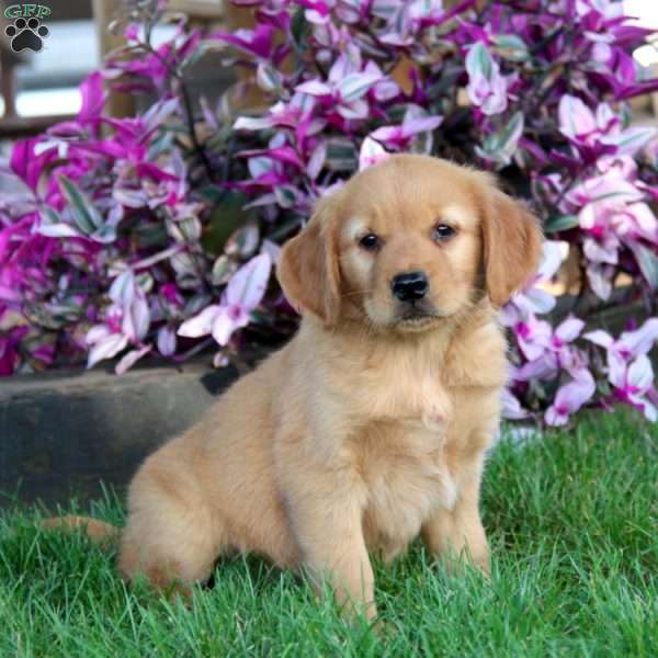 Josh, Golden Retriever Puppy