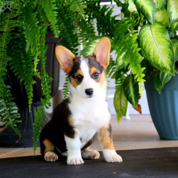 Josh, Pembroke Welsh Corgi Puppy