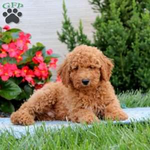 Josh, Miniature Poodle Puppy